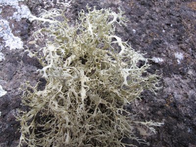 [Ramalina crispatula]